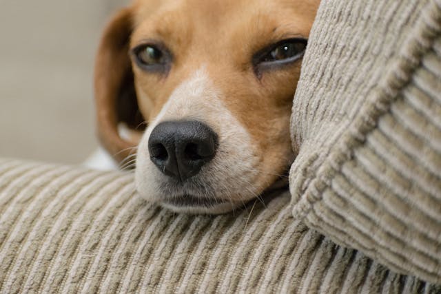 pexels-hilary-halliwell-1084165 a-puppy-lying-on-a-couch