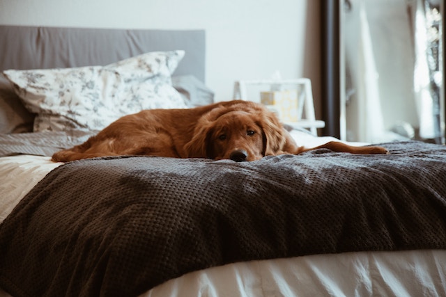 pet-dog-home-bed